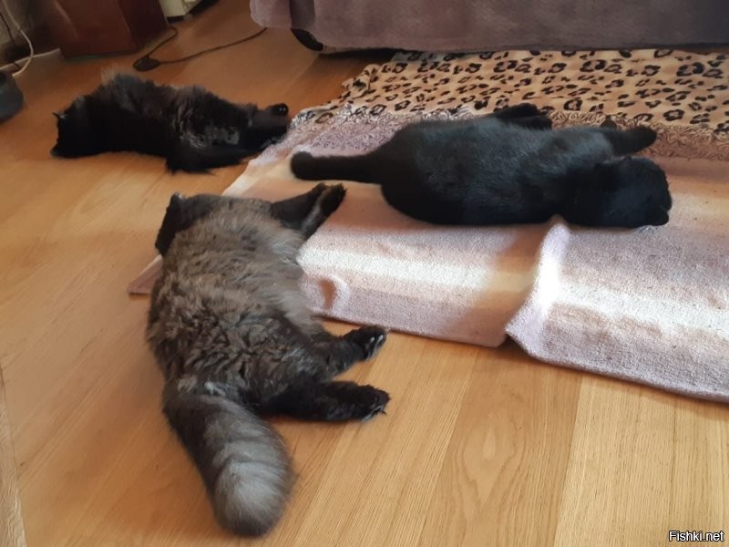 Наша любимая чёрная масть) справа котика не стало в марте, скучаем..