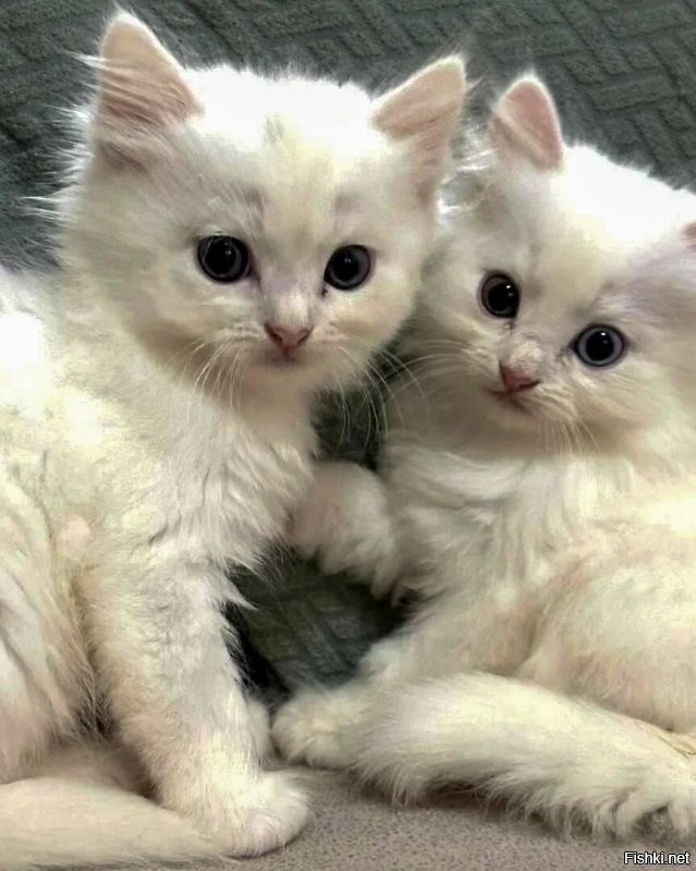 Солянка от 13.11.2025