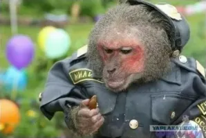 В Петербурге задержали банду мигрантов, грабивших людей под видом сотрудников МВД