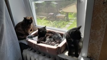 Не совсем чёрные, правда )))