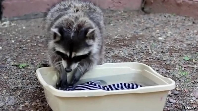 Стирает вещи за бухло.