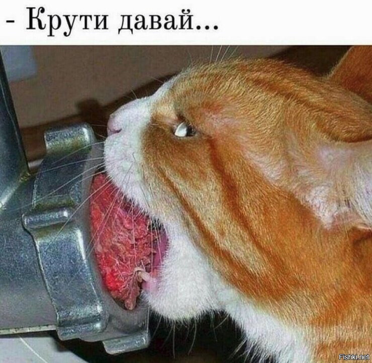 Хитрые пушистые воришки