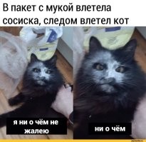 Хитрые пушистые воришки