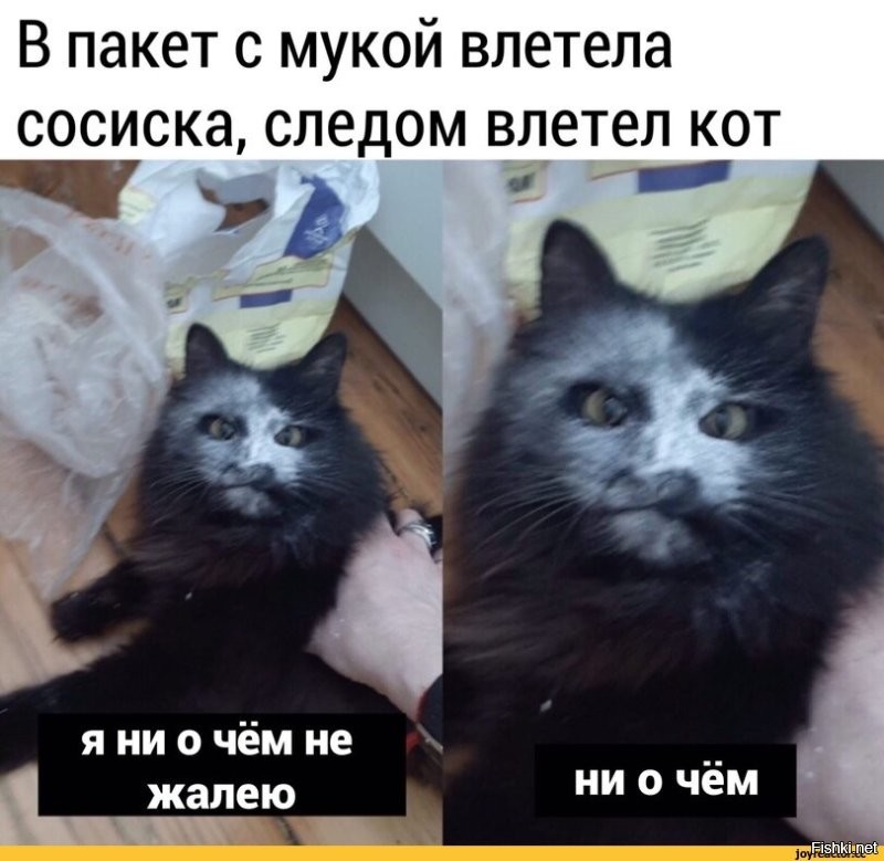 Хитрые пушистые воришки