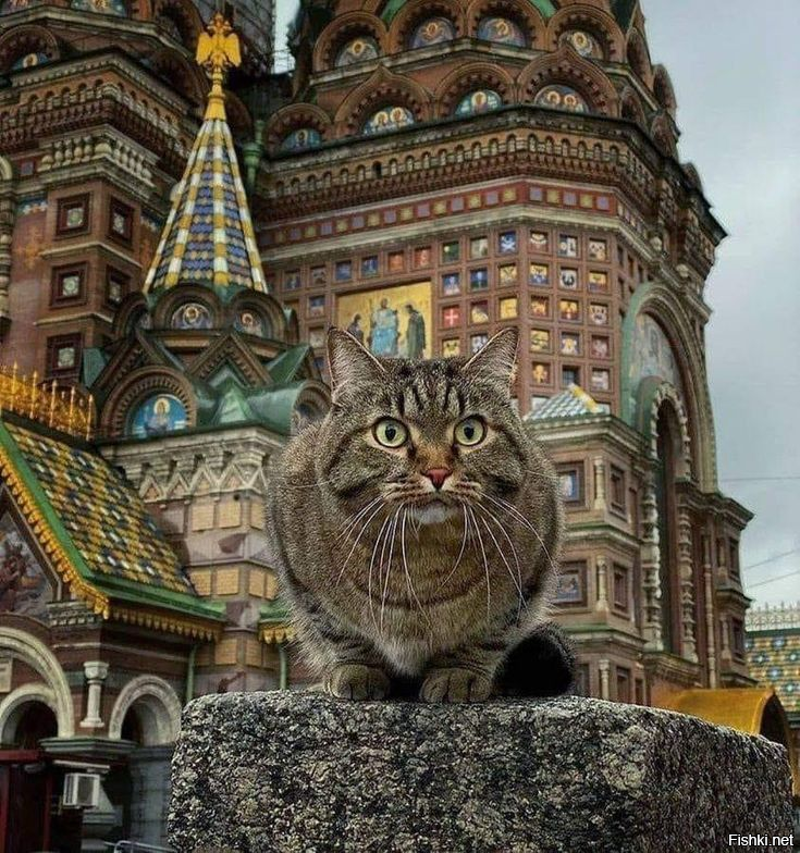 Солянка от 15.11.2025