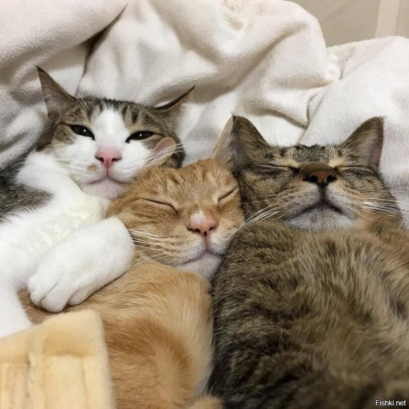 Солянка от 15.11.2025