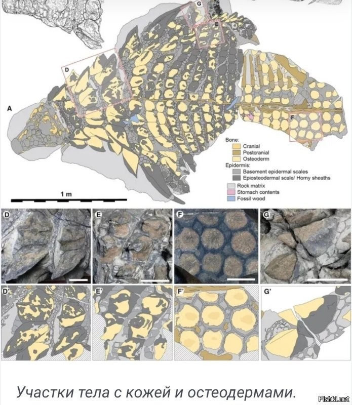 «Можно посмеяться над британскими учёными»: генетик РАН высмеял исследование о микропенисе Гитлера