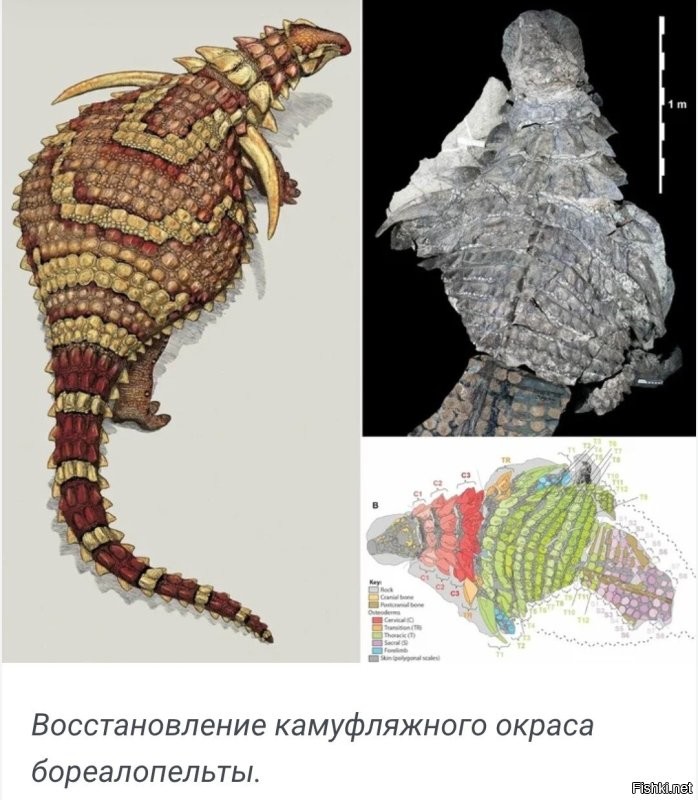 «Можно посмеяться над британскими учёными»: генетик РАН высмеял исследование о микропенисе Гитлера
