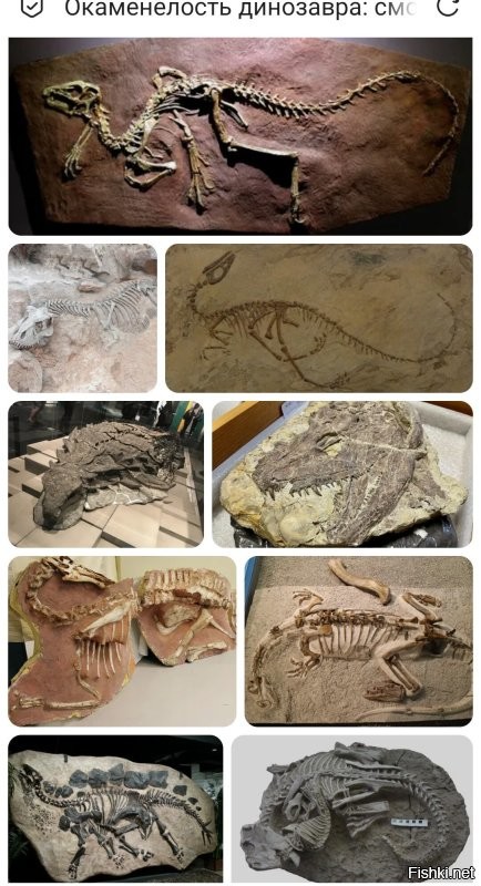 Ну так они и целые попадаются, одним комплектом. 
Даже окаменелости не только костей, но и всего тела.