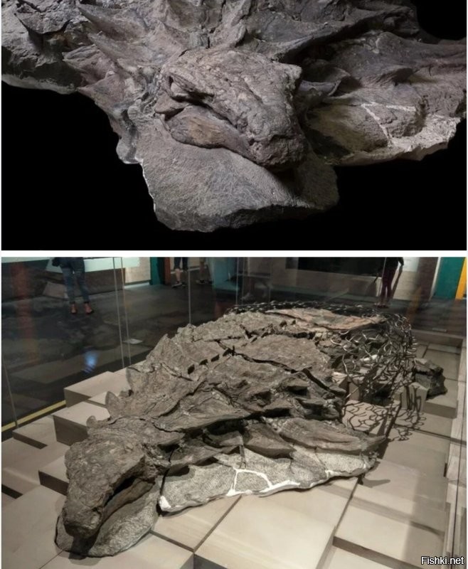 «Можно посмеяться над британскими учёными»: генетик РАН высмеял исследование о микропенисе Гитлера