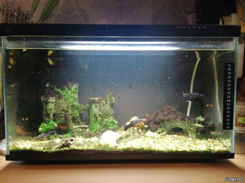 Также проблема, хочется большой аквариум, а вот разместить просто негде. По просьбе дочери купил на 19 литров, но вУмный от Ксиоми. Действительно с чисткой и заменой воды проблем минимум. Ратация воды раз в месяц, чистка фильтров раз в две недели. Освещение, температуру можно прописать в сценарии. Покормить опять же можно удалённо через приложение или так же прописать в сценарии.