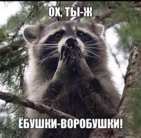 От мусорки к миске: еноты повторяют путь собак и кошек в эволюции