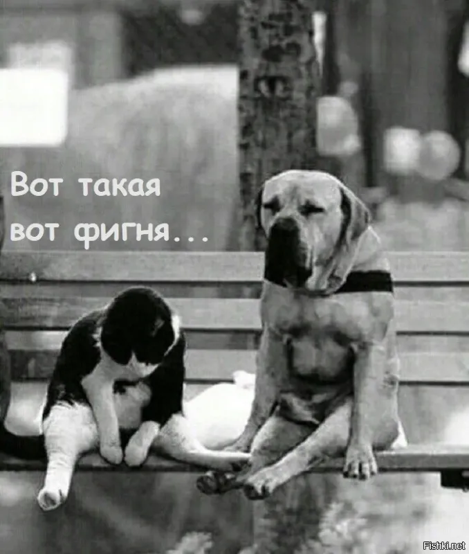 Веселые шутки-картинки