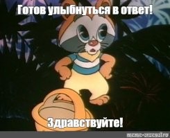От мусорки к миске: еноты повторяют путь собак и кошек в эволюции