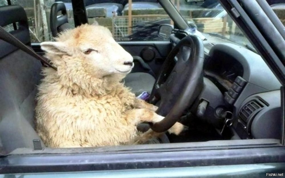 Бородатый учитель подставил зад и был наказан"