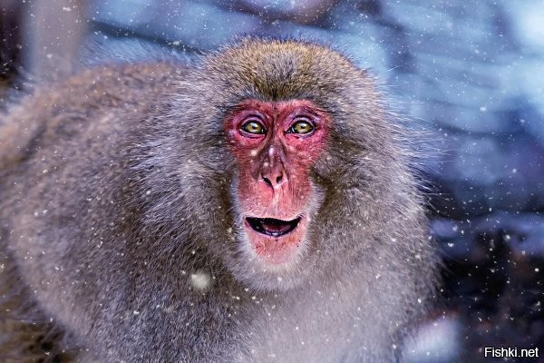 На рынке в Дагестане старушка пострадала в конфликте с торговкой