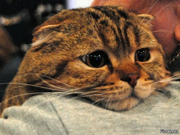 Кошачья дерусификация: во Львове объявили войну «кацапскому мяу»



Украинский публицист Лемко потребовал, чтобы коты говорили "няв" вместо русского "мяу"



Настоящий языковой скандал разгорелся во Львове, однако его объектами стали в этот раз не люди, а коты. Местный публицист Илько Лемко в своей колонке для издания «Захид» обрушился с критикой на рекламный плакат в трамвае, который, по его мнению, навязывает украинским котам «русский язык». Поводом для возмущения стал слоган «Первое слово моего кота – Мяу!». По мнению публициста, это в корне неверно и является проявлением «кацапского» влияния.

«Украинские коты, в отличие от кацапских, никогда не говорят: «Мяу», только «Няв», то есть не мяукают, а нявкают,   пишет Лемко.   Отказаться от привычного, родного, понятного кацапского «Мяу» в пользу непонятного, причудливого, экзотического украинского «Няв» – тяжелый интеллектуальный труд».

Этот, на первый взгляд, курьезный случай стал очередным в череде языковых скандалов, которые в последнее время захлестнули Украину. Языковые активисты в своем рвении доходят до полного абсурда: они нападают на уличных музыкантов за исполнение песен на русском языке и набрасываются с оскорблениями на подростков в поездах, если те просто говорят между собой по-русски.



На эту ситуацию с иронией отреагировал депутат Верховной Рады Максим Бужанский. Он предположил, что дело может дойти до создания специальных карательных органов для животных. «Дело плавно идет к появлению кото-языковых уполномоченных. Возможно нужно поразить в правах мяукающих котов в пользу нявкающих»,   написал Бужанский в своем телеграм-канале.

На фоне этого безумия власти вынуждены признавать, что тотальная украинизация проваливается. Как неоднократно жаловался языковой омбудсмен, даже в киевских школах на переменах дети массово переходят на русский язык. Согласно недавним исследованиям, в столице 82% школьников общаются на переменах по-русски, и только 18% используют исключительно украинский.

Жалко котиков вна незалежной...