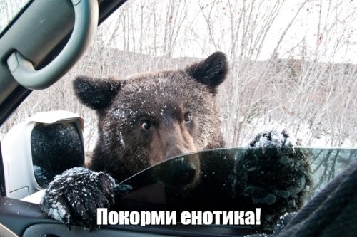 От мусорки к миске: еноты повторяют путь собак и кошек в эволюции