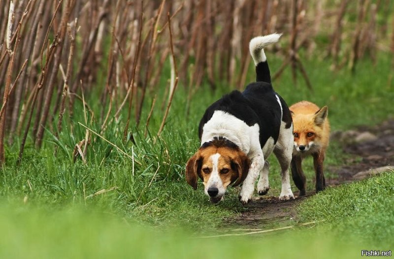 Лучшая ищейка