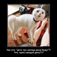 Кошкам тоже приходится несладко