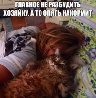 Кошкам тоже приходится несладко