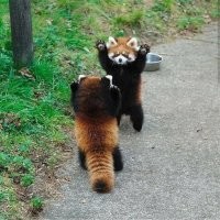 Требую внести туда Красную Панду!