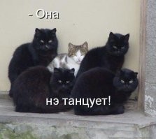 Привет от Дона Котлеоне