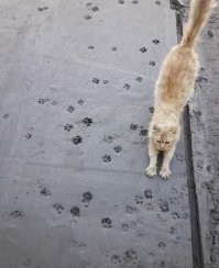 Тэгата - тэгата
