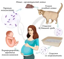 Вот им детей точно не надо завалить .. хватит котов ...
Некоторые заболевания, которыми человек может заразиться от кошки:
Токсоплазмоз. Паразитарная инфекция, возбудителем которой является Toxoplasma gondii. Заразиться можно при употреблении сырого или плохо приготовленного мяса, через загрязнённую воду и еду, а также при контакте с кошачьими испражнениями. Особую осторожность должны соблюдать беременные женщины, новорождённые и люди с ослабленным иммунитетом. 
Пастереллёз. Бактериальная инфекция, которая поражает кошек, собак, других домашних и диких животных, но изредка она встречается и у человека. Заражение происходит при укусах и царапинах больного животного, контакте раневых поверхностей с его слюной. 
Стригущий лишай. Люди заражаются, прикасаясь к кошкам, у которых есть лишай   для заражения достаточно погладить питомца и не вымыть после этого руки.