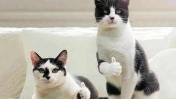 Кошка случайно попала в ПВЗ и обрела новый дом