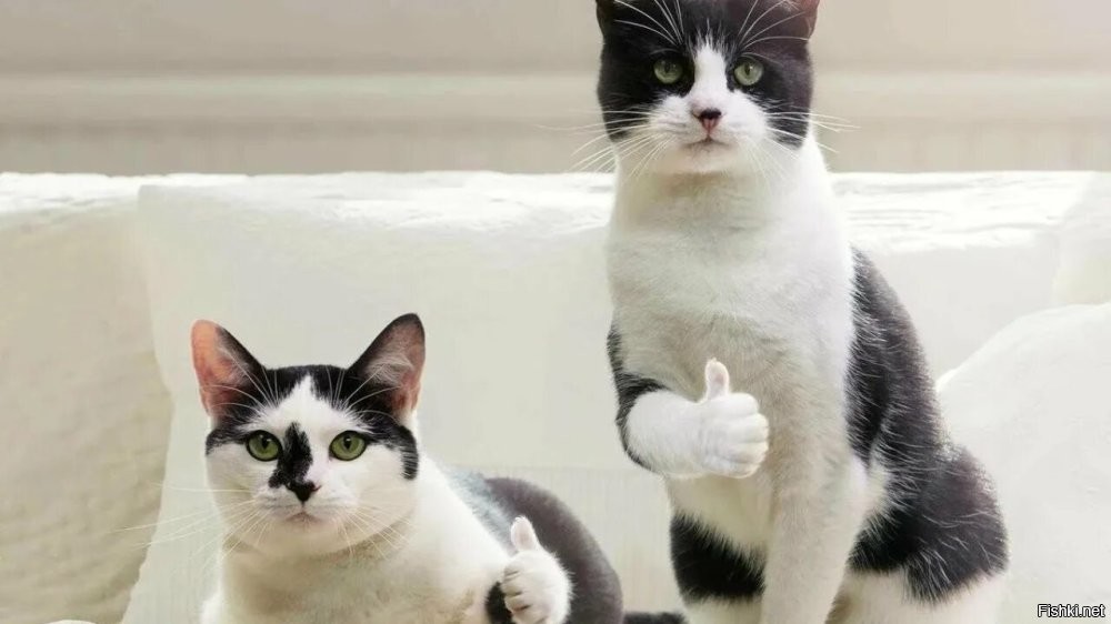 Кошка случайно попала в ПВЗ и обрела новый дом