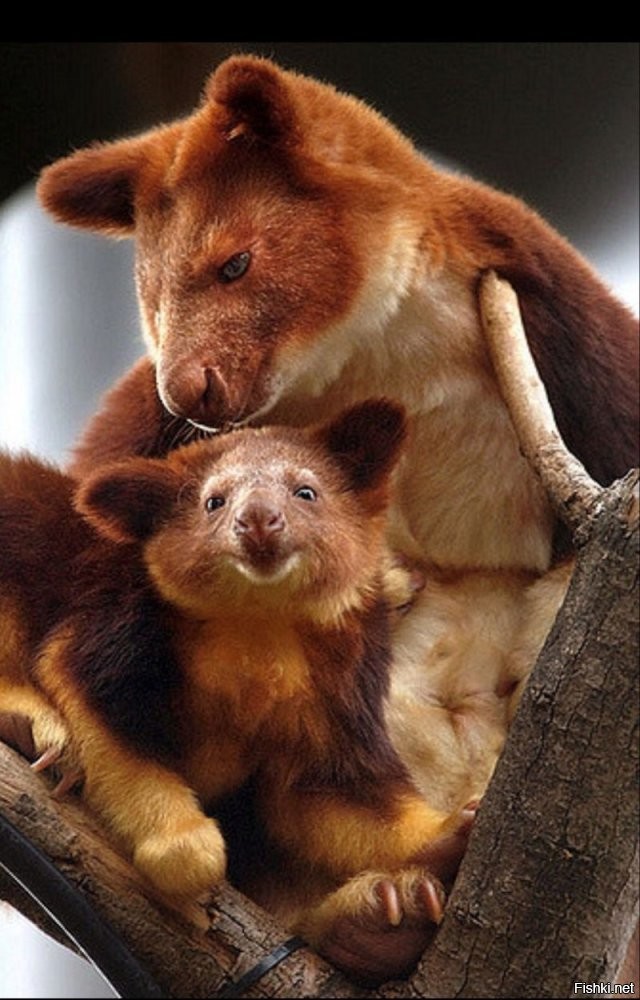 Малыши валлаби, взрослые особи могут быть до метра ростом.