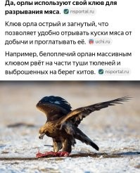 Клюнул. 
Если б клюнул, там "кровь-кишки" были бы. 
Так, ткнул слегонца.