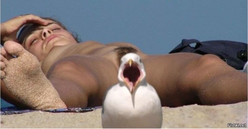 Из жизни чаек