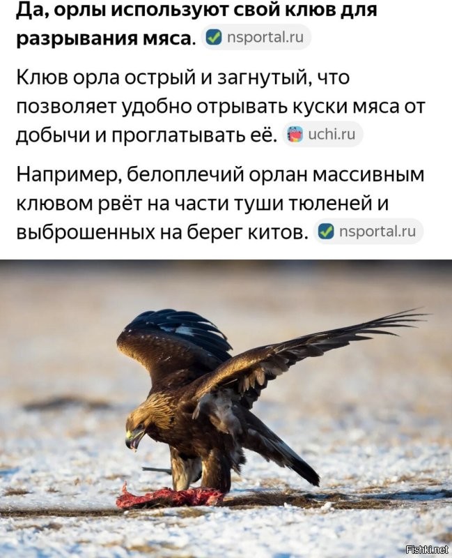 Клюнул. 
Если б клюнул, там "кровь-кишки" были бы. 
Так, ткнул слегонца.