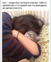 Кошкам тоже приходится несладко