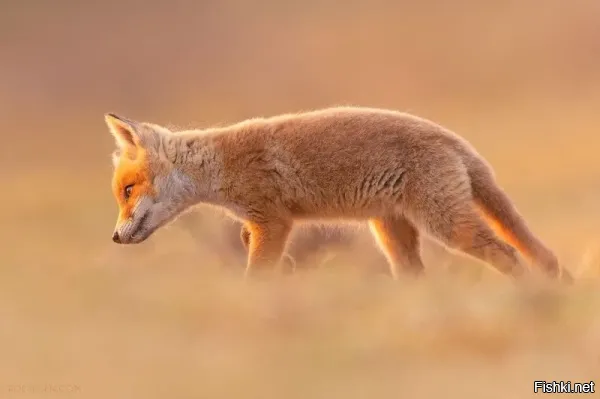 Как же тогда я за один день на охоте их 5 штук набил? Когда лиса "мышкует" то к ней можно за несколько метров подойти а там главное так подстрелить что бы шкурка целая была.