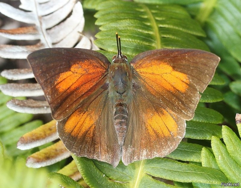 Гусеница -Куретис акута
Гусеница выбрасывает щупальца в опасной ситуации или в ответ на раздражитель. . В остальное время махалки прячутся в специальных рожках-перископах на заднем конце тела.