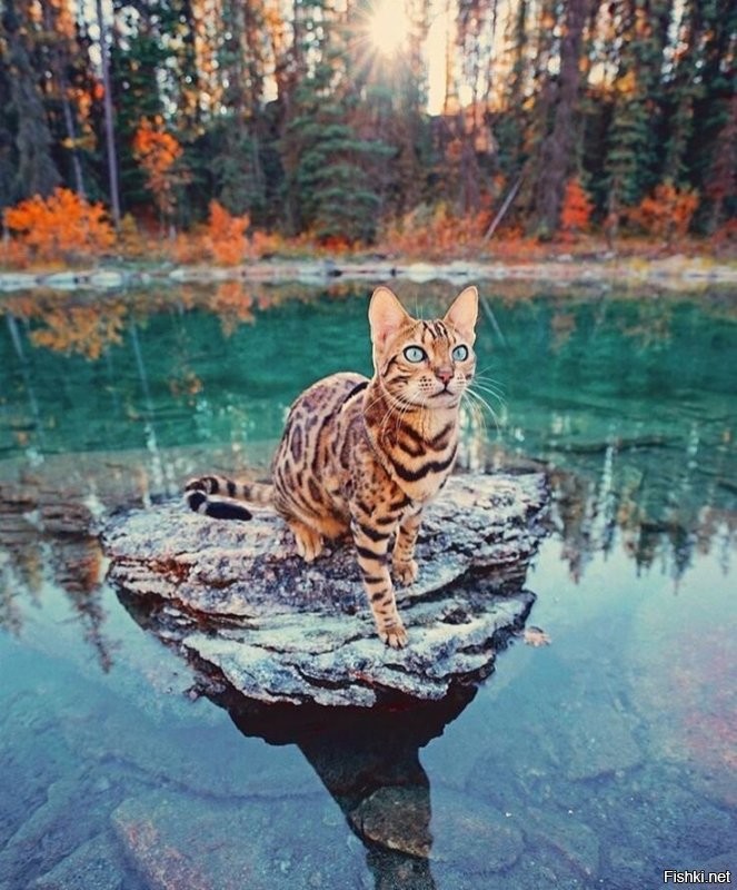 Солянка от 18.11.2025