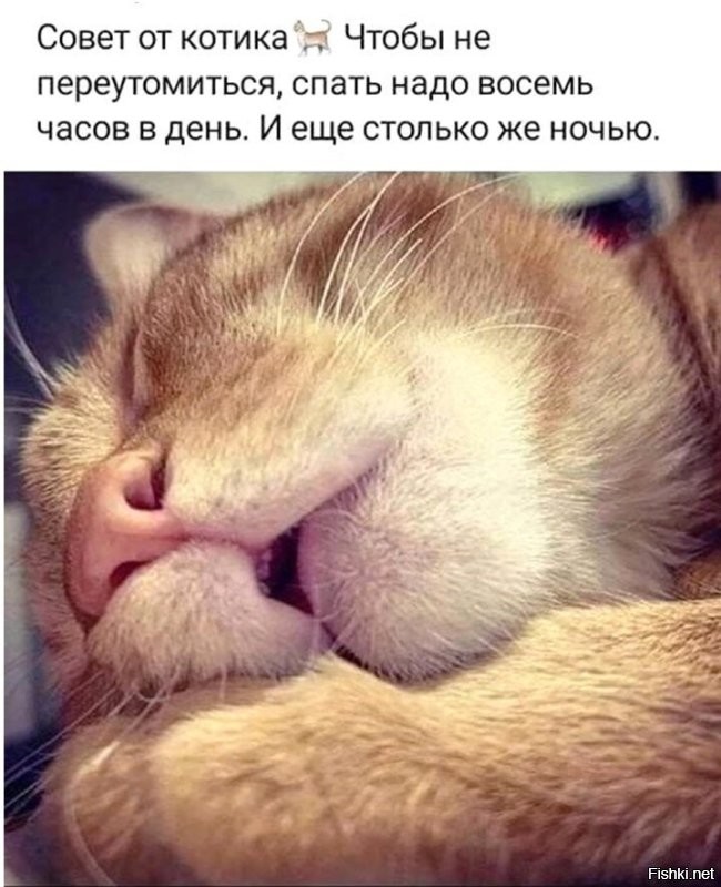 Кошачий тихий час