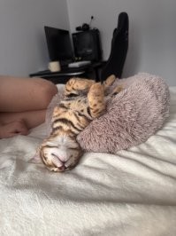 Кошачий тихий час