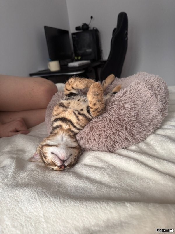 Кошачий тихий час