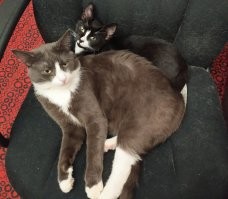 Таймлапс взросления котёнка