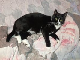 Таймлапс взросления котёнка