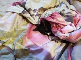 Таймлапс взросления котёнка