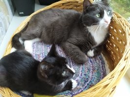 Таймлапс взросления котёнка