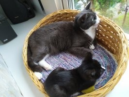 Таймлапс взросления котёнка