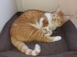 Таймлапс взросления котёнка