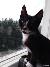 Таймлапс взросления котёнка