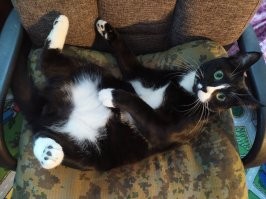 Таймлапс взросления котёнка